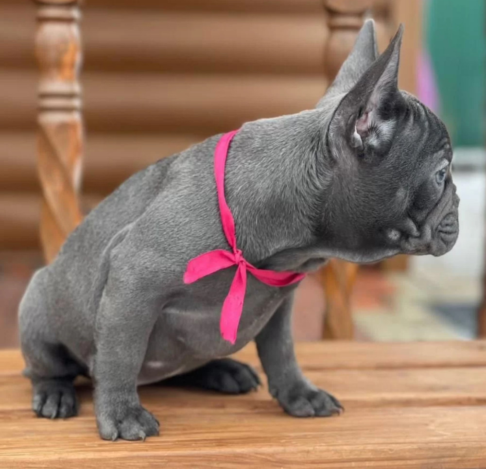 Purebred French Bulldog Puppies for Sale Perfect Family Pets