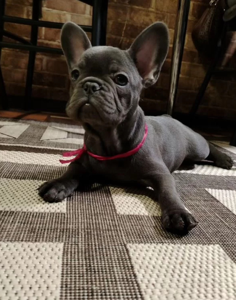 Purebred French Bulldog Puppies for Sale Perfect Family Pets