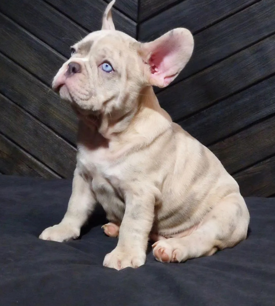 French Bulldog Puppies for Sale Friendly and Intelligent