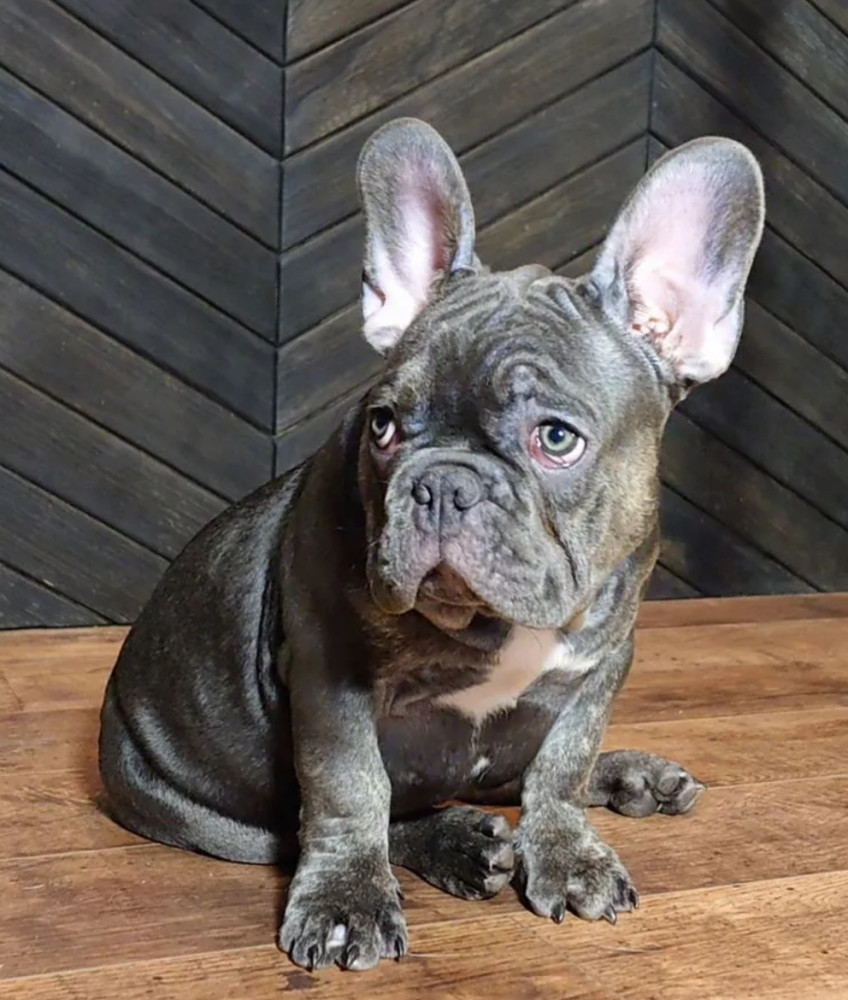 French Bulldog Puppies for Sale Friendly and Intelligent