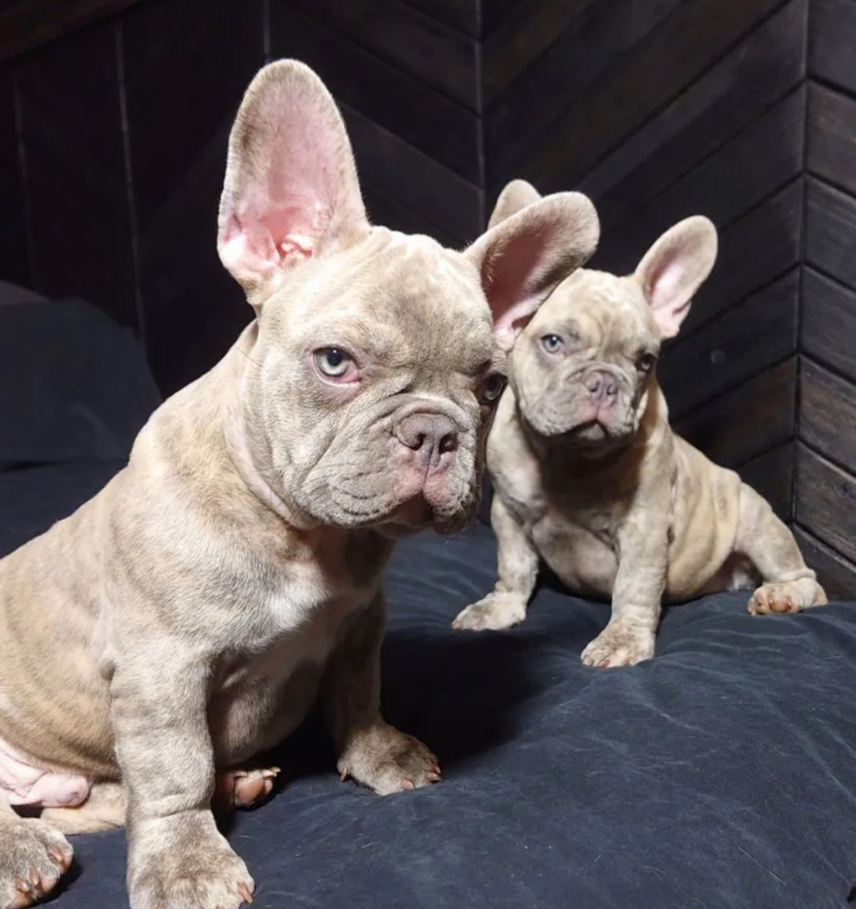 French Bulldog Puppies for Sale Friendly and Intelligent