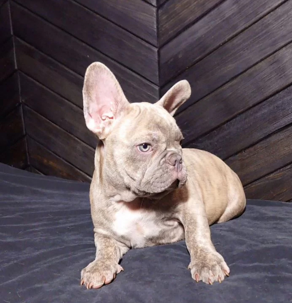 French Bulldog Puppies for Sale Friendly and Intelligent