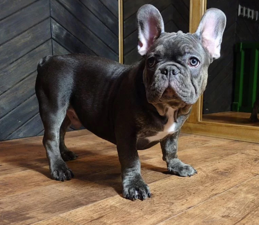 French Bulldog Puppies for Sale Friendly and Intelligent