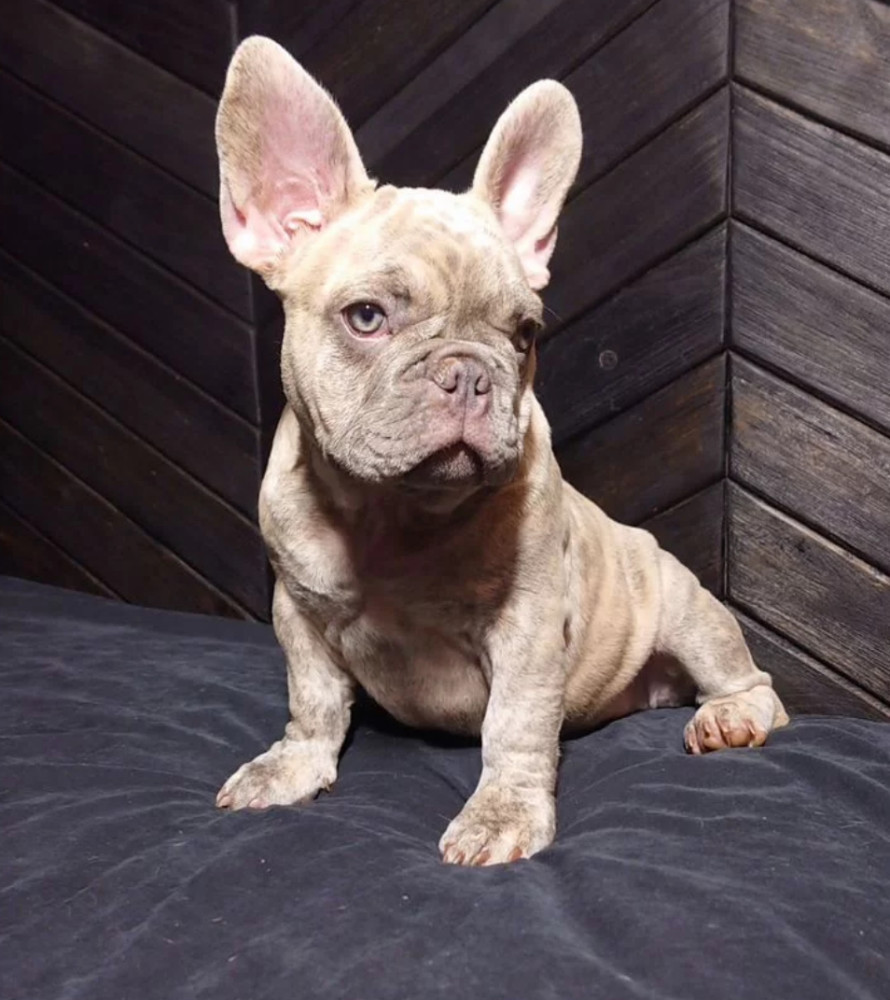 French Bulldog Puppies for Sale Friendly and Intelligent