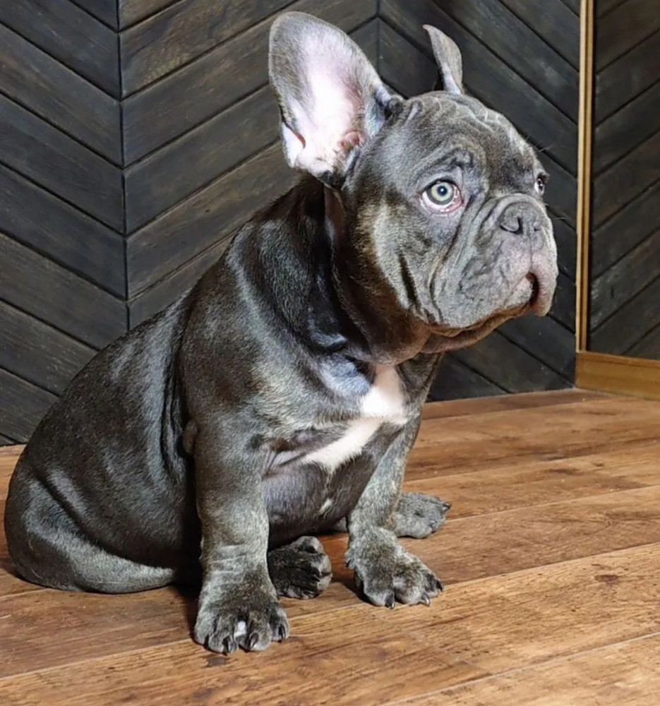 French Bulldog Puppies for Sale Friendly and Intelligent