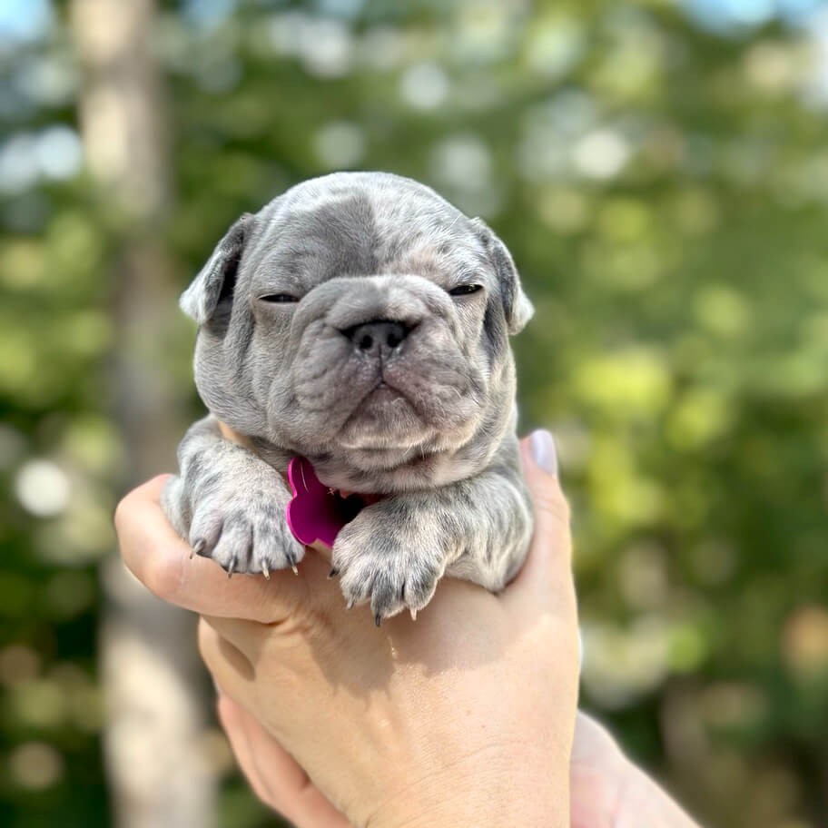 Female Blue Merle
