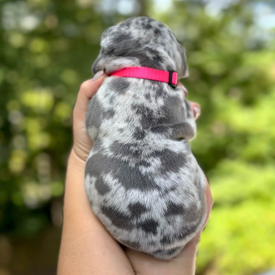 Female Blue Merle