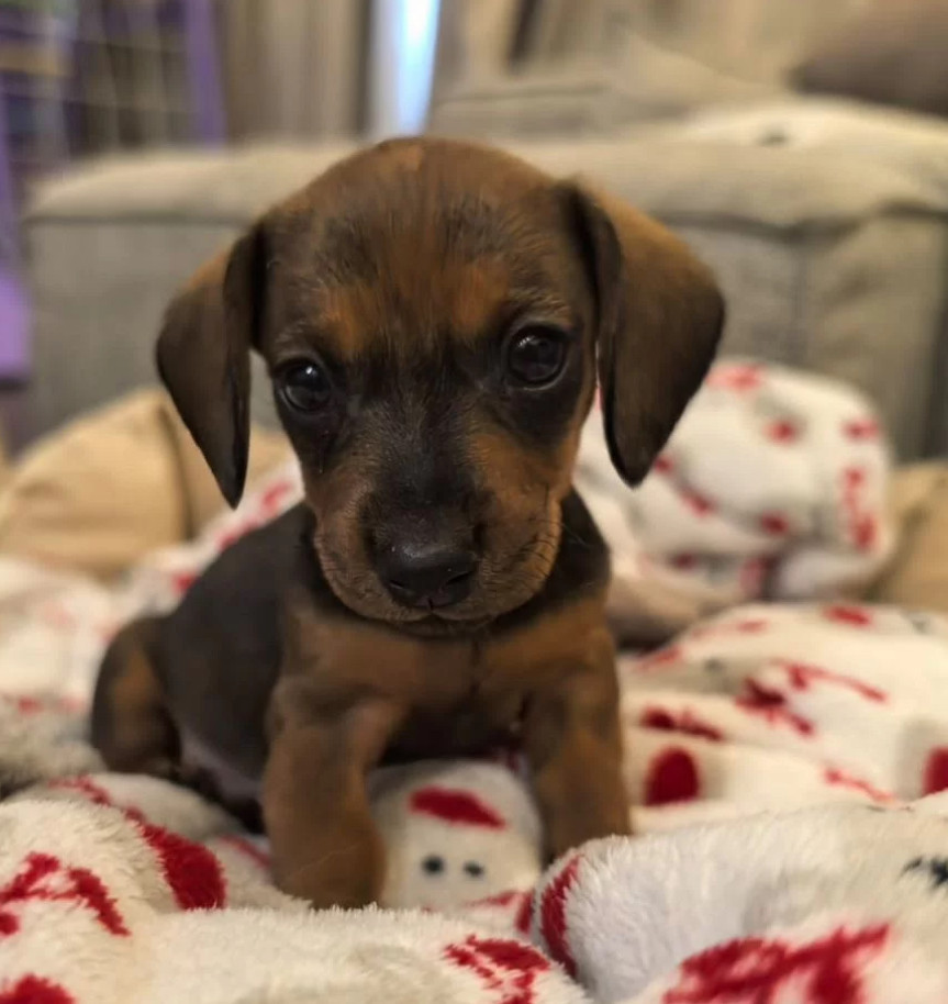 Female Dachshund Puppy Looking for a Home in Pennsylvania (PA)