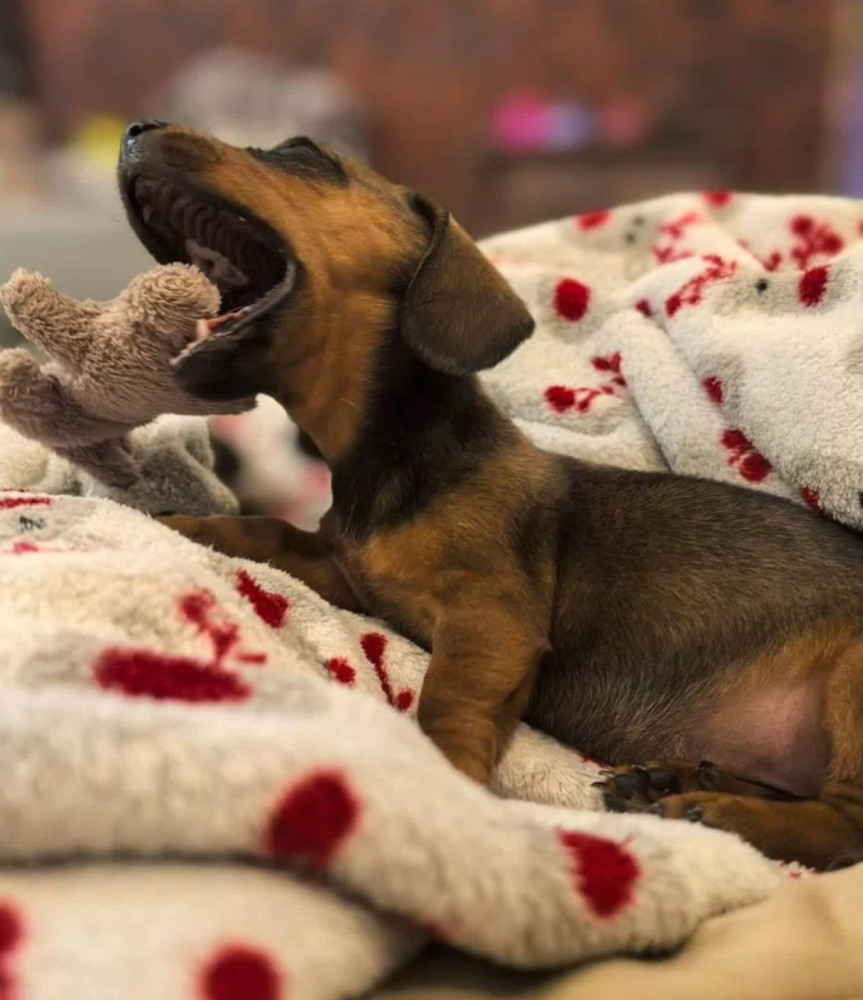 Female Dachshund Puppy Looking for a Home in Pennsylvania (PA)