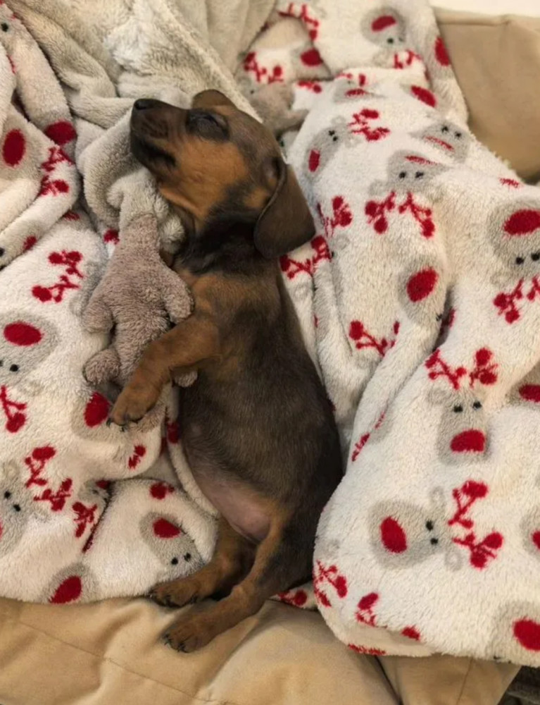 Female Dachshund Puppy Looking for a Home in Pennsylvania (PA)