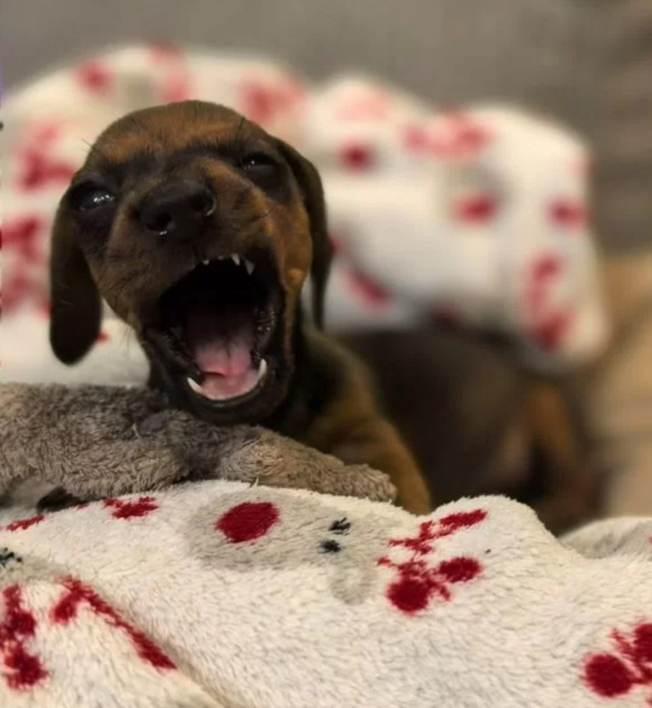 Female Dachshund Puppy Looking for a Home in Pennsylvania (PA)