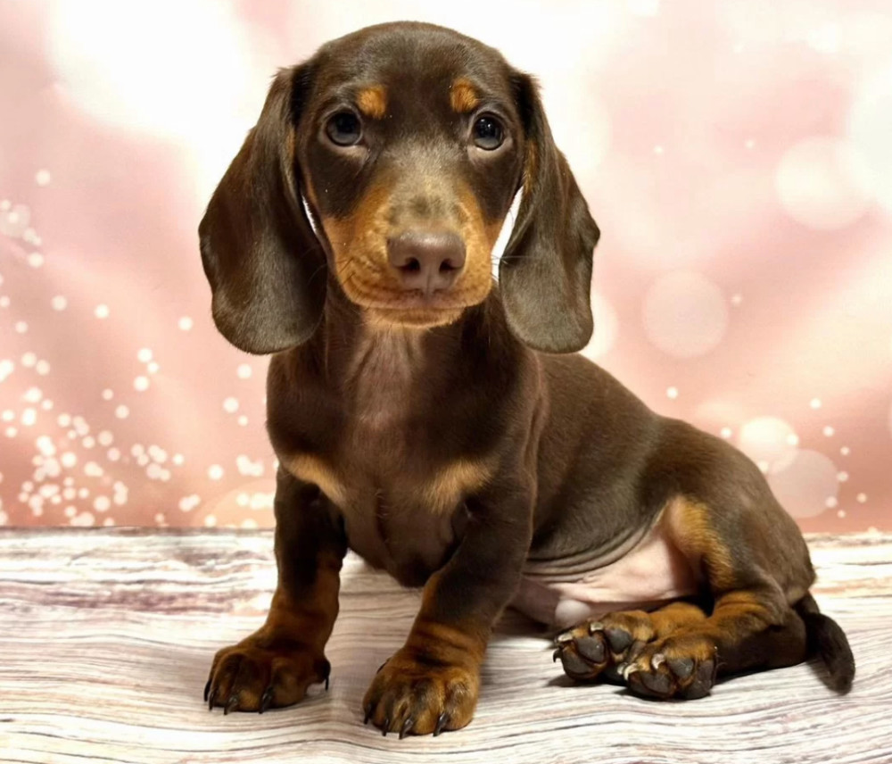 Male Dachshund Puppy for Sale, 12 Weeks Old, Texas (TX)