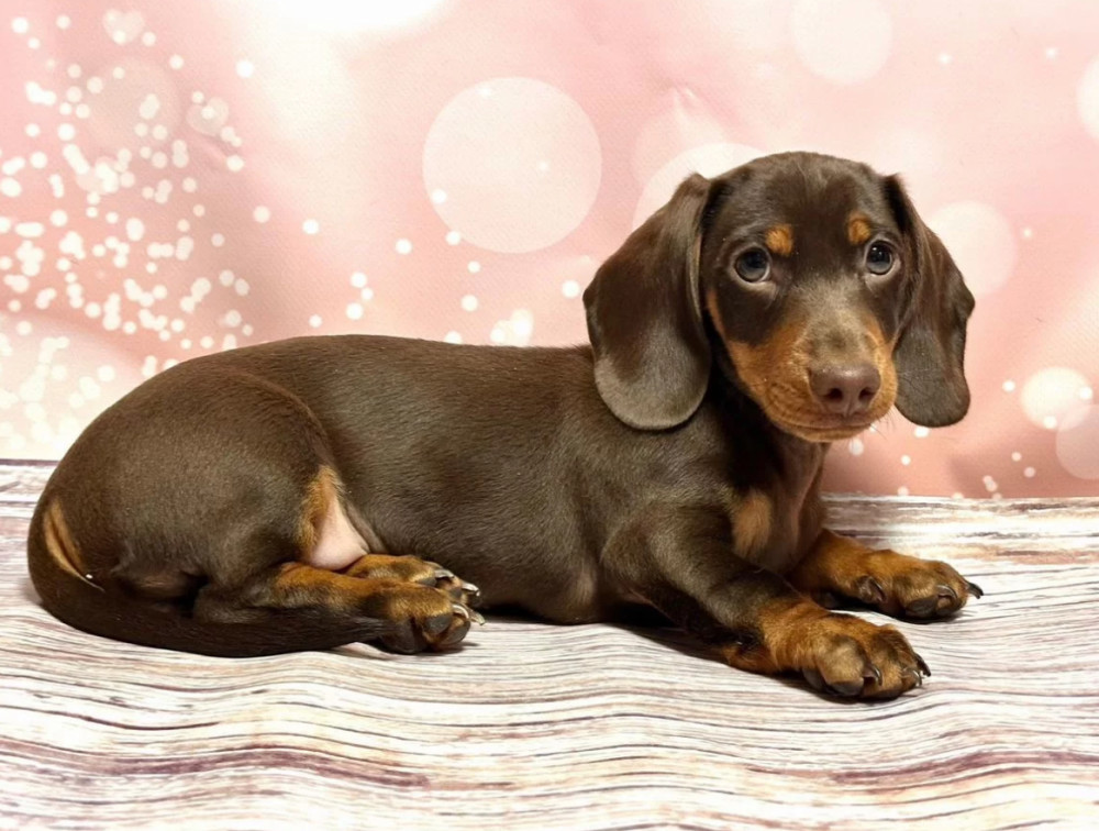 Male Dachshund Puppy for Sale, 12 Weeks Old, Texas (TX)