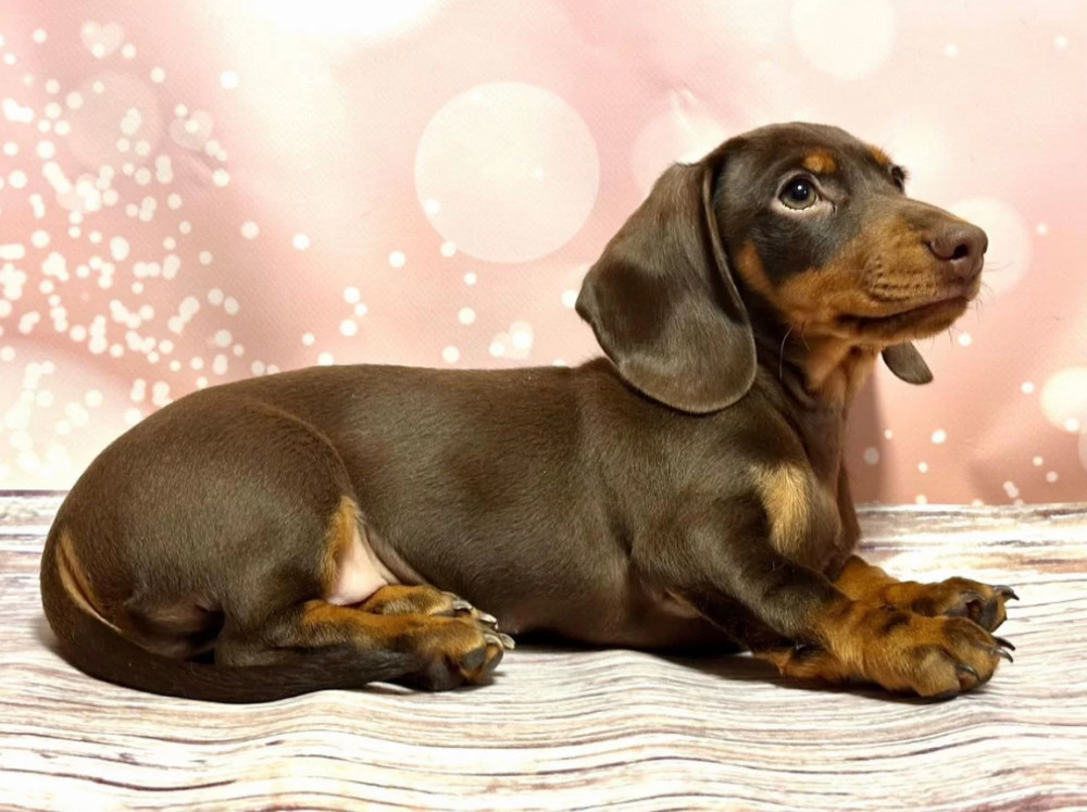 Male Dachshund Puppy for Sale, 12 Weeks Old, Texas (TX)