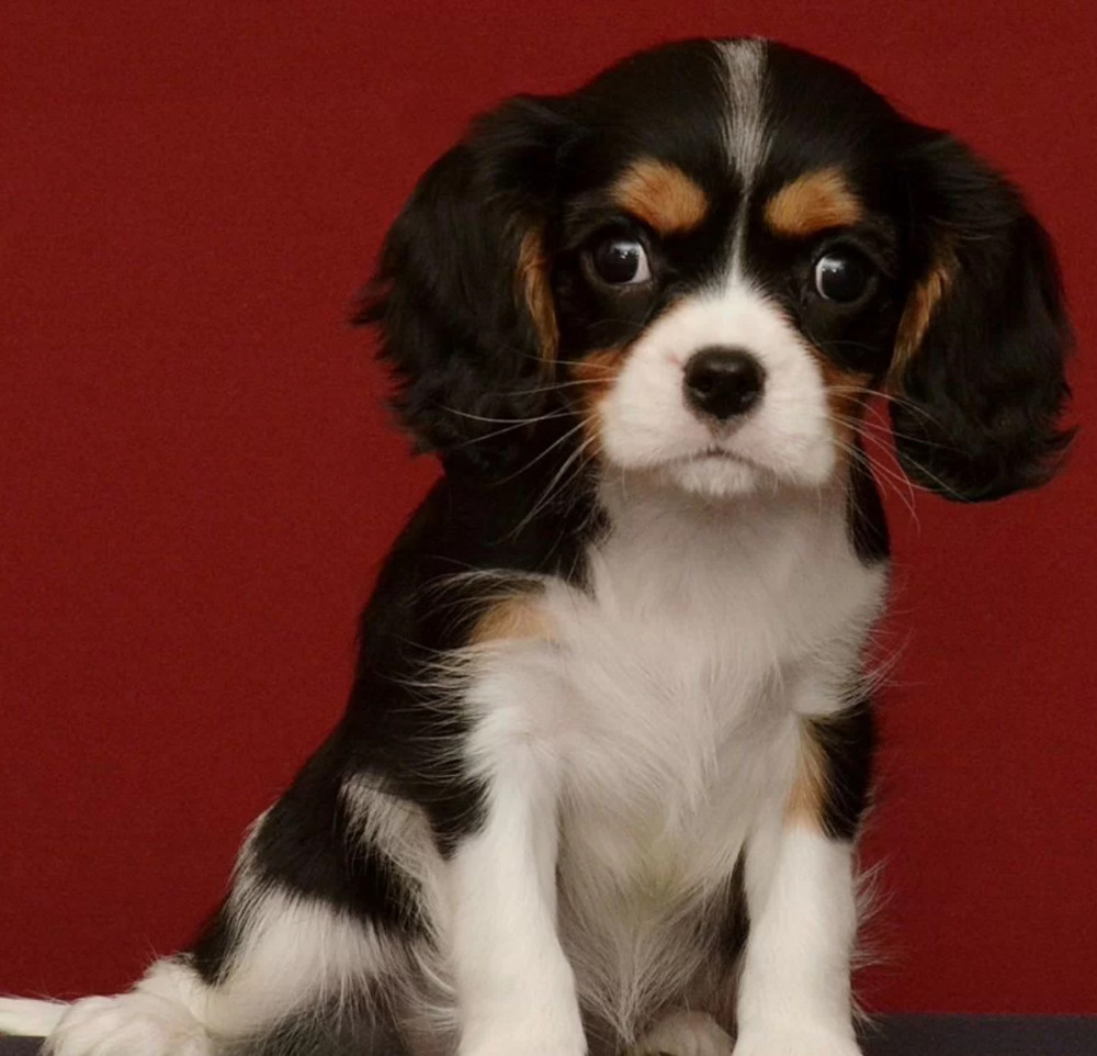 Female Cavalier King Charles Spaniel Looking for a New Home in Michigan (MI)