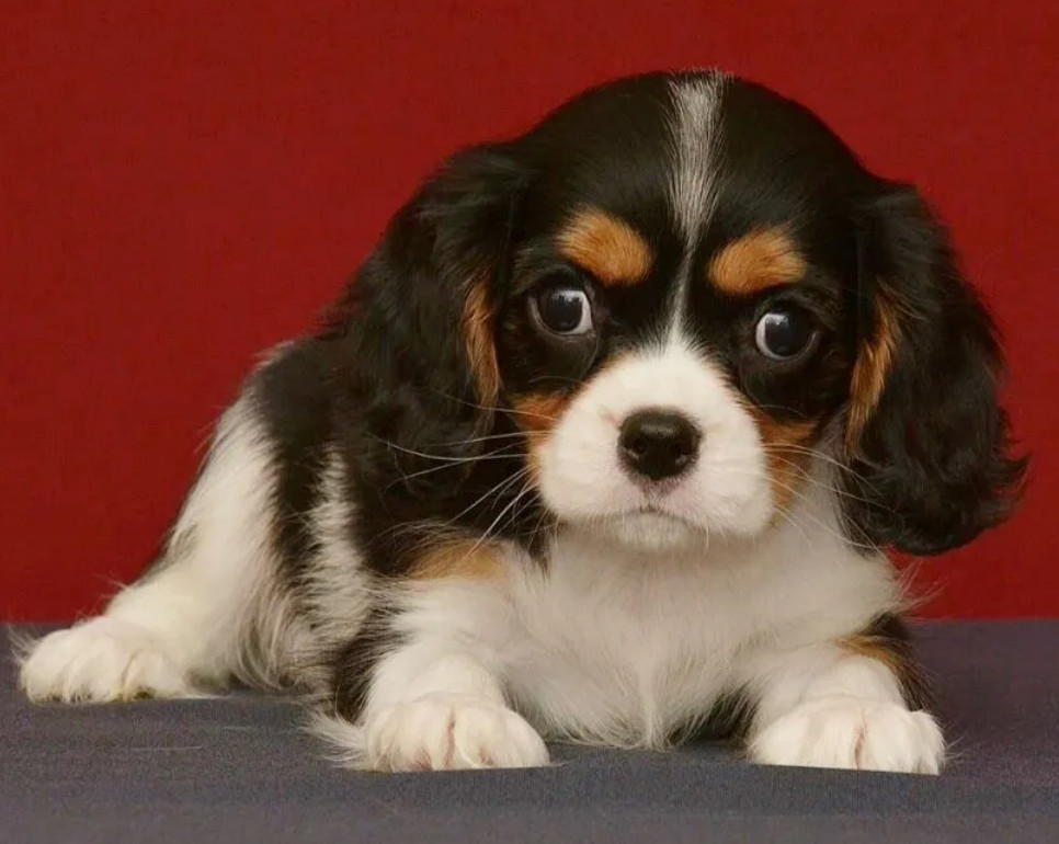 Female Cavalier King Charles Spaniel Looking for a New Home in Michigan (MI)