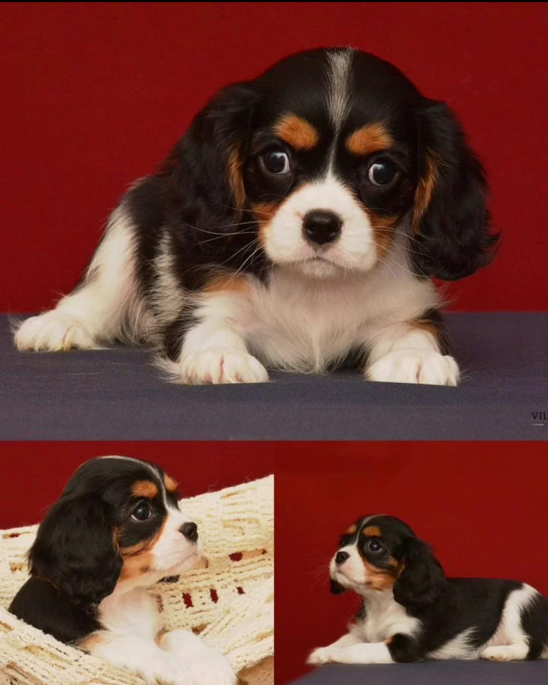 Female Cavalier King Charles Spaniel Looking for a New Home in Michigan (MI)