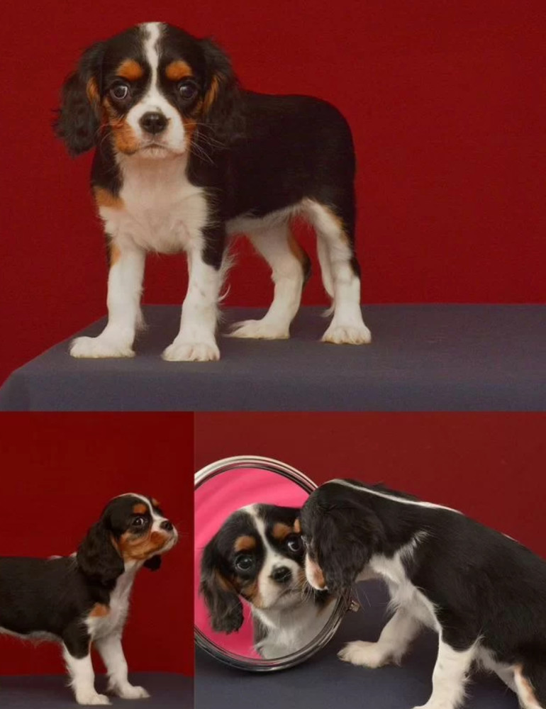 Female Cavalier King Charles Spaniel Looking for a New Home in Michigan (MI)