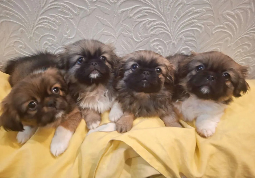 Pekingese Puppies for Sale in Ohio (OH)