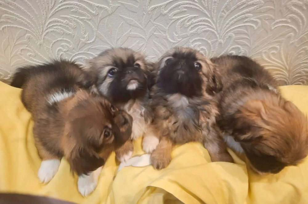 Pekingese Puppies for Sale in Ohio (OH)
