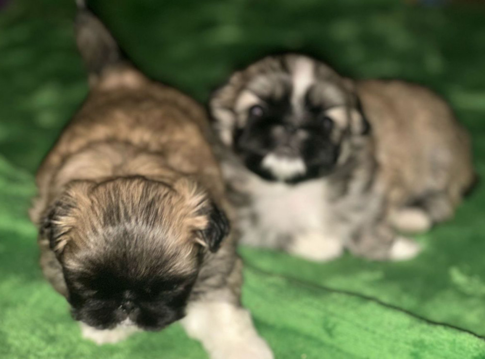 Two Male Pekingese Puppies for Sale in Texas (TX)