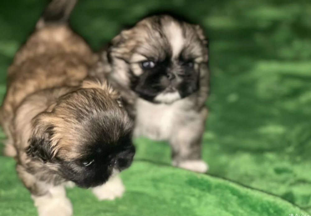 Two Male Pekingese Puppies for Sale in Texas (TX)
