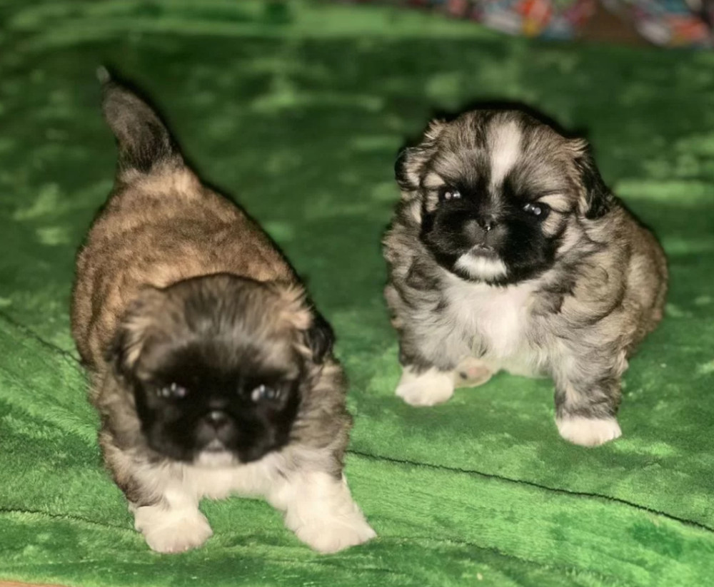 Two Male Pekingese Puppies for Sale in Texas (TX)