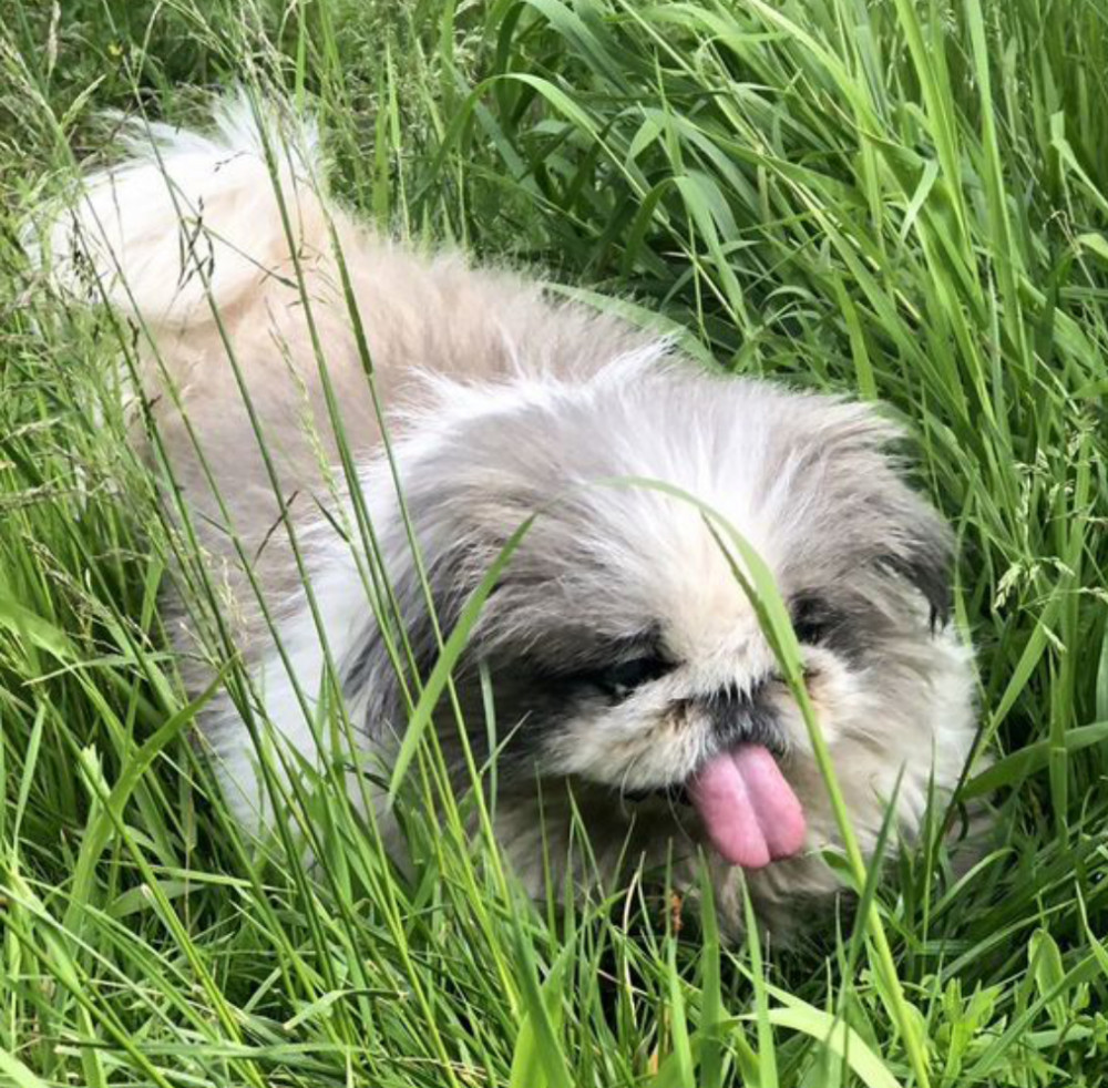 Female Pekingese Puppy Looking for a Home in Massachusetts (MA)
