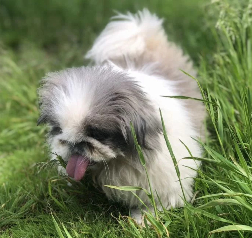 Female Pekingese Puppy Looking for a Home in Massachusetts (MA)