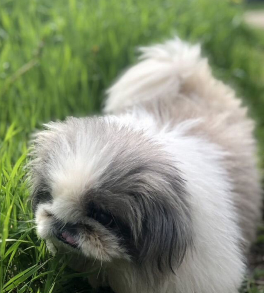 Female Pekingese Puppy Looking for a Home in Massachusetts (MA)