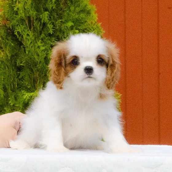 Cavalier King Charles Spaniel puppies available for sale