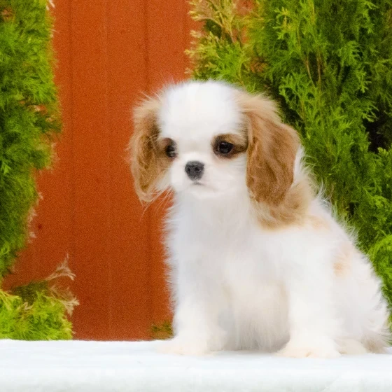 Cavalier King Charles Spaniel puppies available for sale