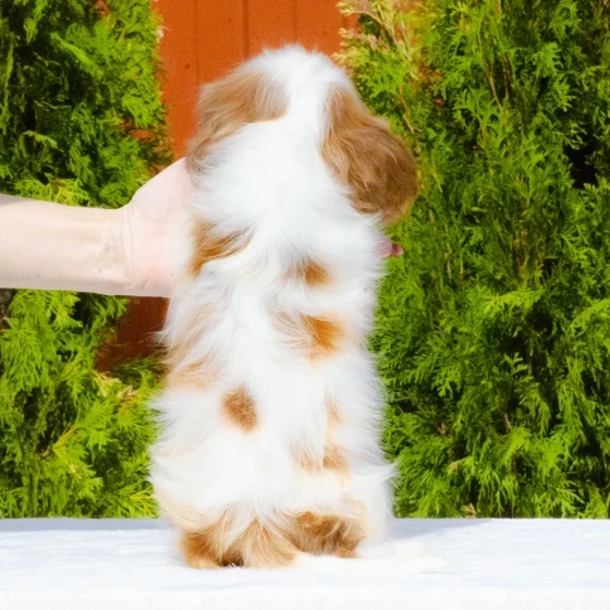 Cavalier King Charles Spaniel puppies available for sale