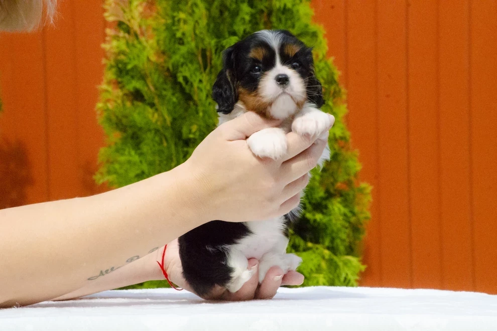 Cavalier King Charles Spaniel puppies available for sale
