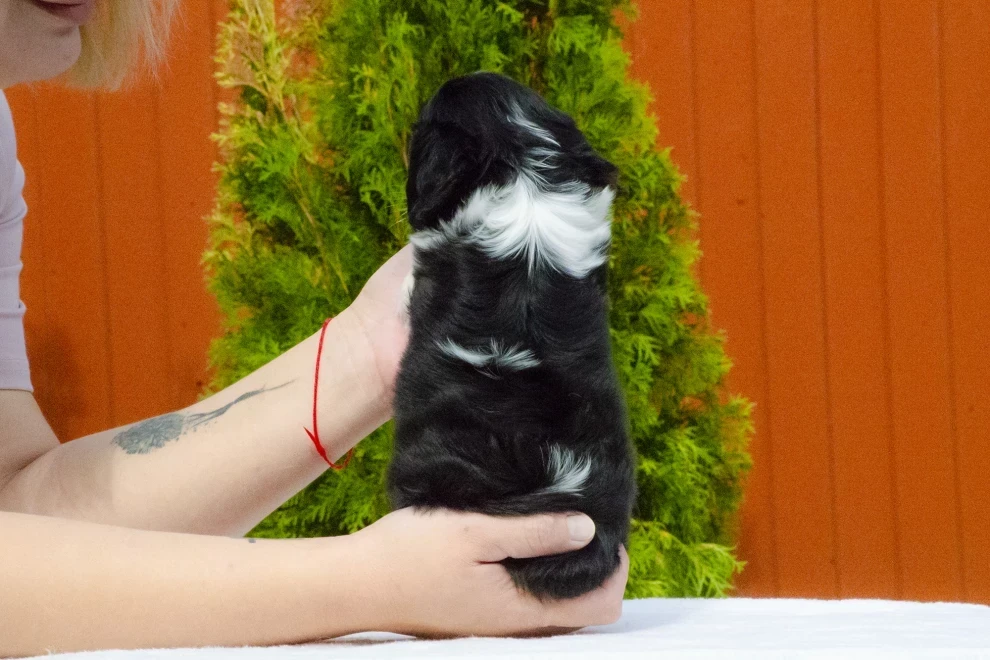 Cavalier King Charles Spaniel puppies available for sale