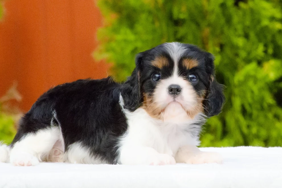 Cavalier King Charles Spaniel puppies available for sale