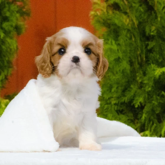 Cavalier King Charles Spaniel puppies available for sale