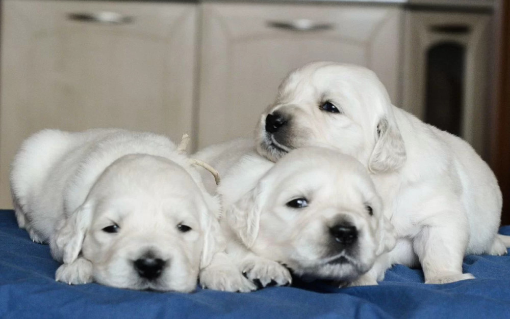 Golden Retriever Puppies for Sale in California (CA)