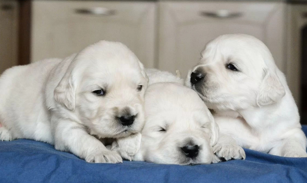 Golden Retriever Puppies for Sale in California (CA)