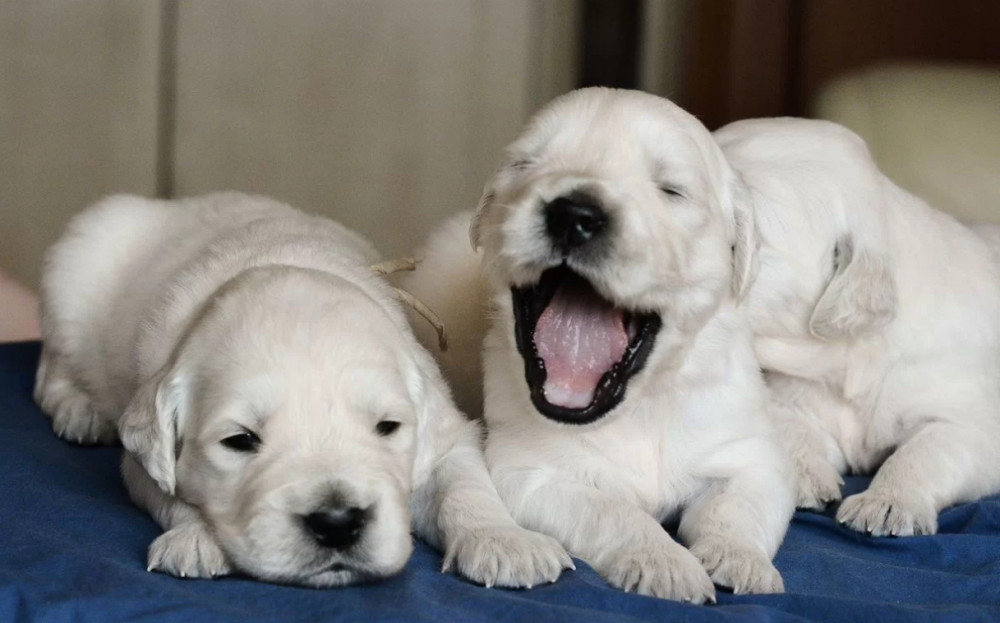 Golden Retriever Puppies for Sale in California (CA)