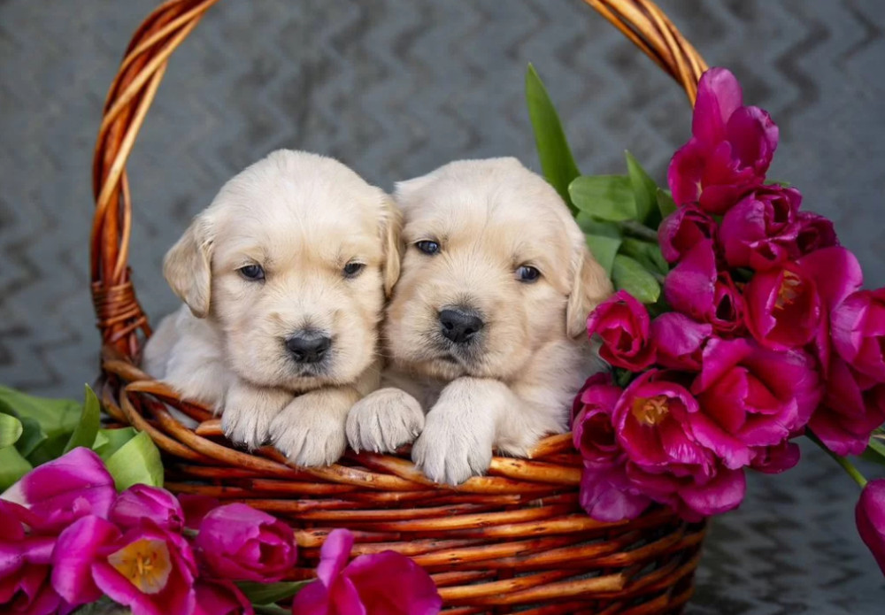 Two Golden Retriever Puppies Looking for a Home in Illinois (IL)