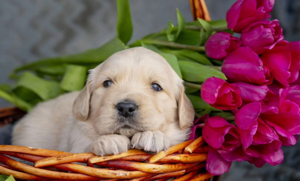 Two Golden Retriever Puppies Looking for a Home in Illinois (IL)