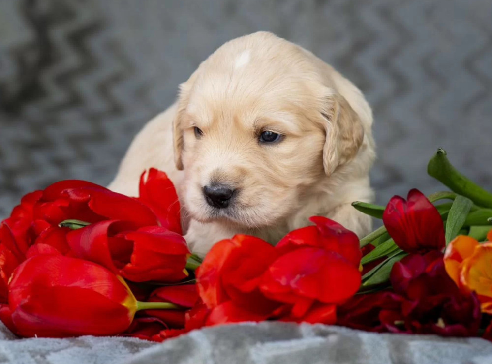 Two Golden Retriever Puppies Looking for a Home in Illinois (IL)