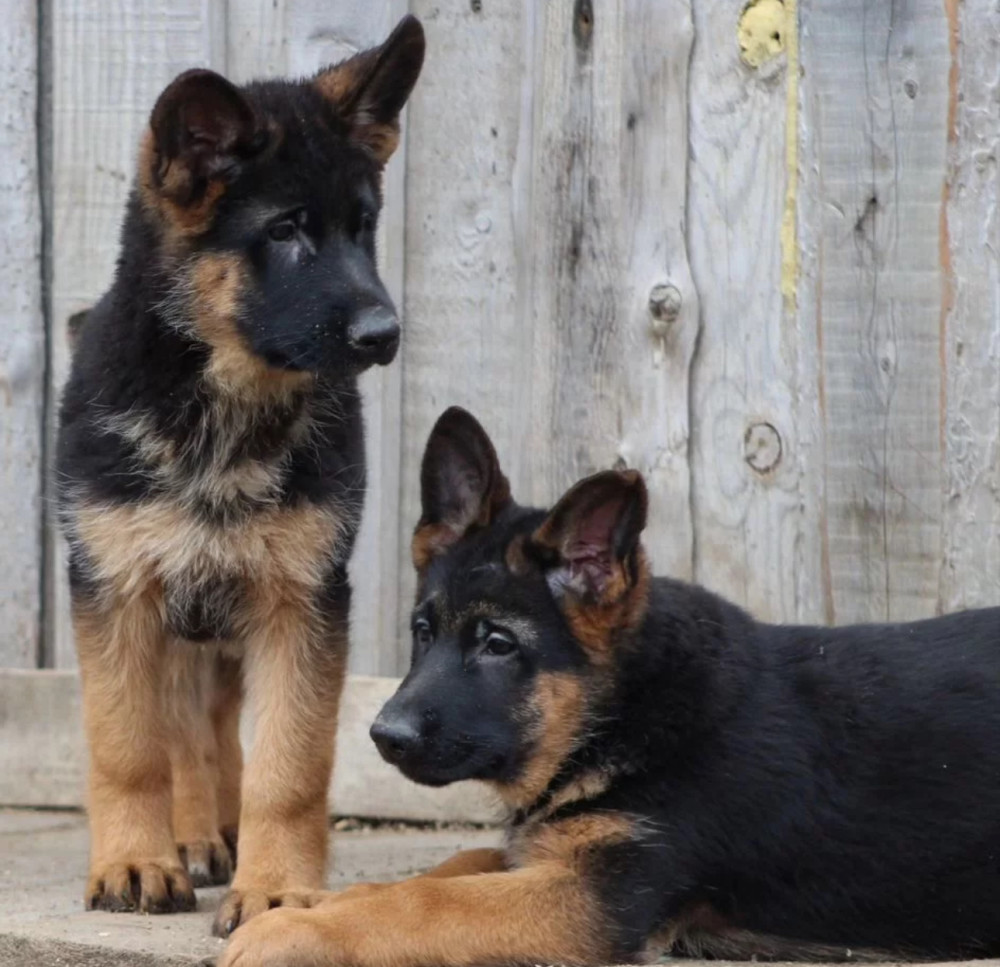 Two Female German Shepherd Puppies Looking for a Home in New York (NY)