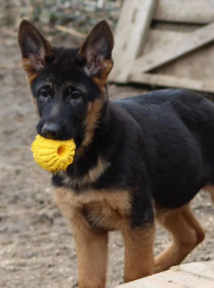 Two Female German Shepherd Puppies Looking for a Home in New York (NY)