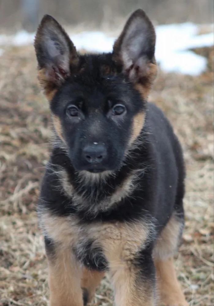 Two Female German Shepherd Puppies Looking for a Home in New York (NY)
