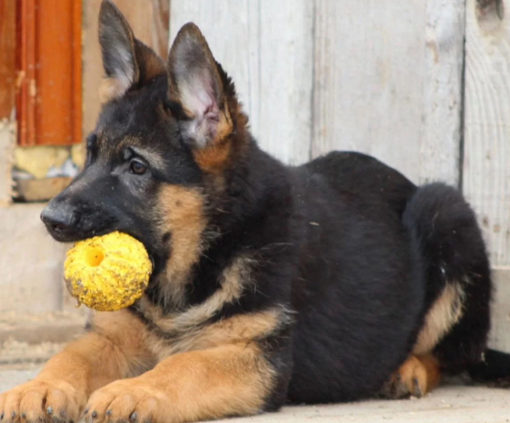 Two Female German Shepherd Puppies Looking for a Home in New York (NY)