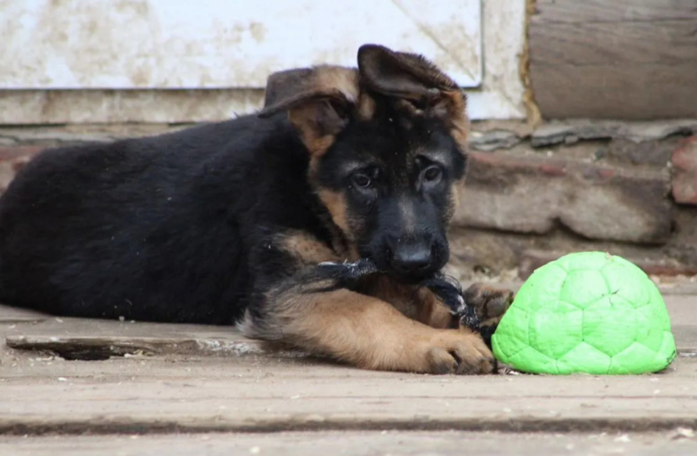 Two Female German Shepherd Puppies Looking for a Home in New York (NY)