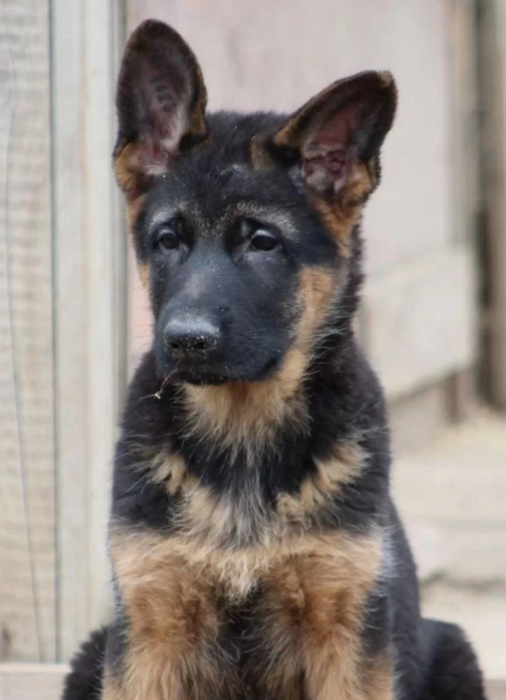 Two Female German Shepherd Puppies Looking for a Home in New York (NY)