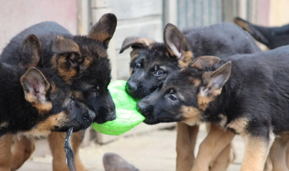 Two Female German Shepherd Puppies Looking for a Home in New York (NY)
